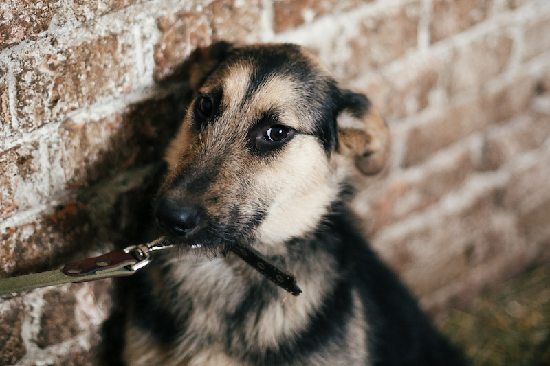 dog scared of leash