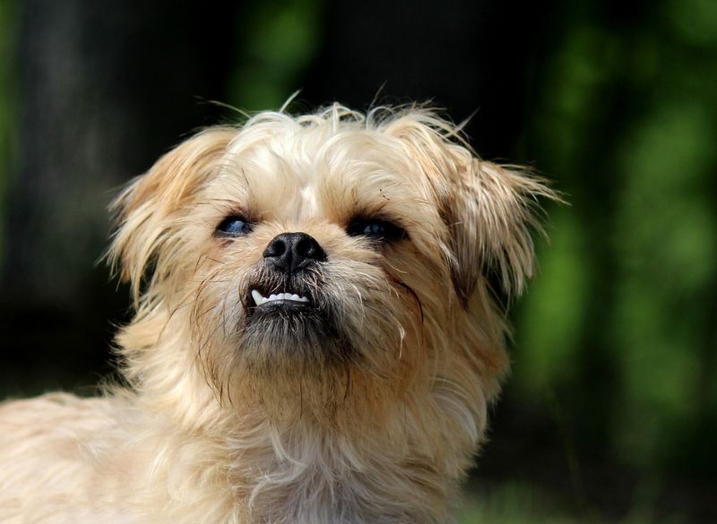 Brussels-griffon-mixes-1 Cute brussels griffon mixes