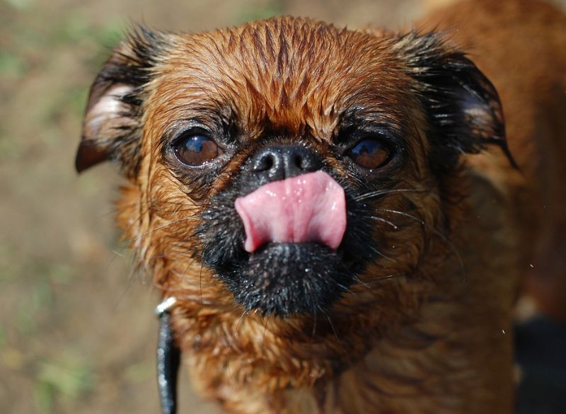 Brussels-griffon-mixes Brussels Griffon Mixes