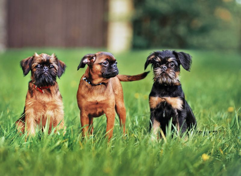 Brussels_griffon_grooming brussels griffon mixes
