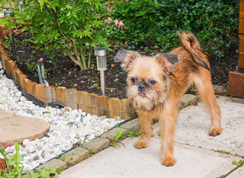 Brussels_griffon_health Brussels griffon mixes