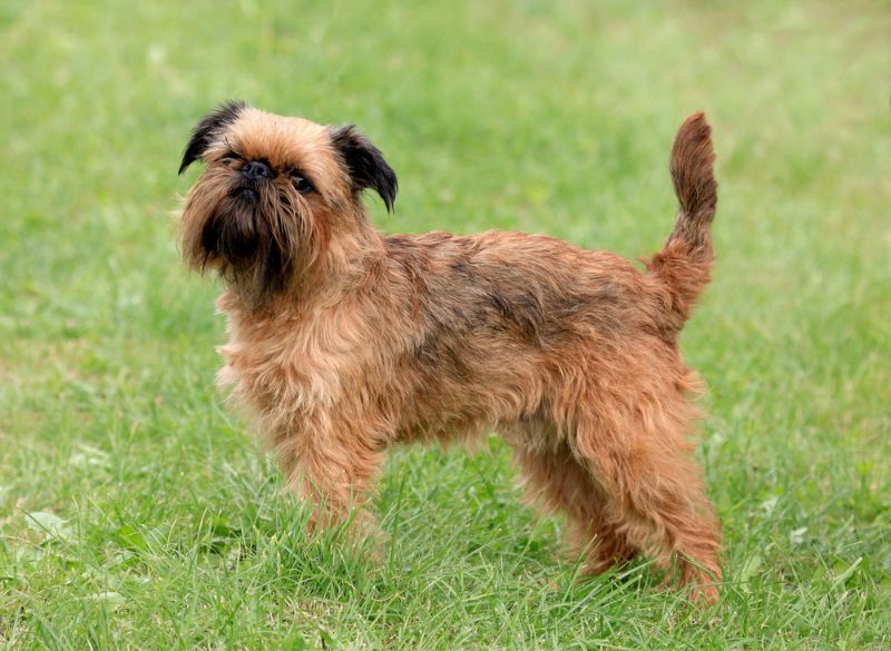 Brussels_griffon_history Brussels griffon mixes