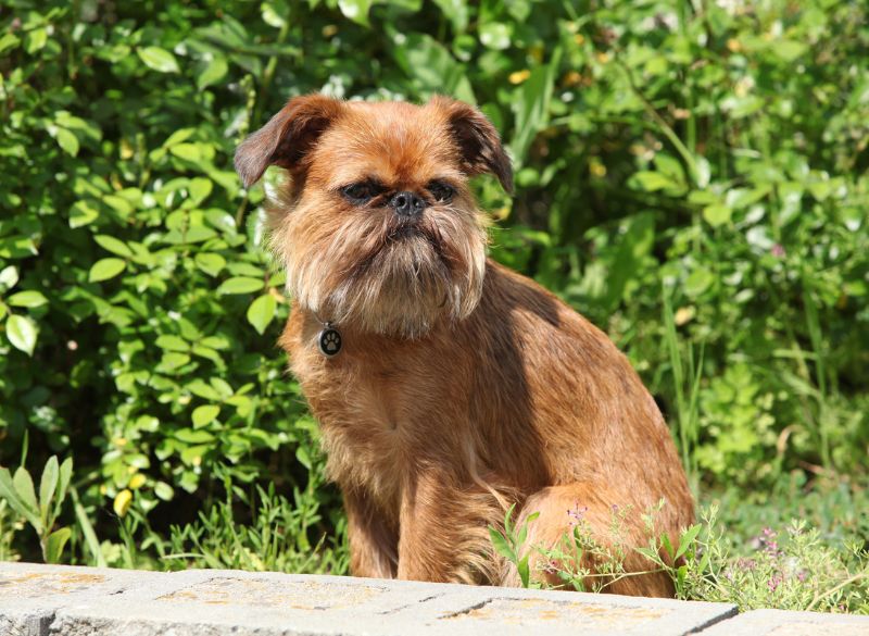 Brussels_griffon_size Brussels griffon cute mixes