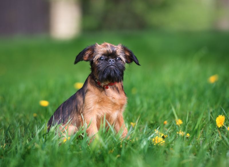 Brussels_griffon_temperament Brussels griffon mixes