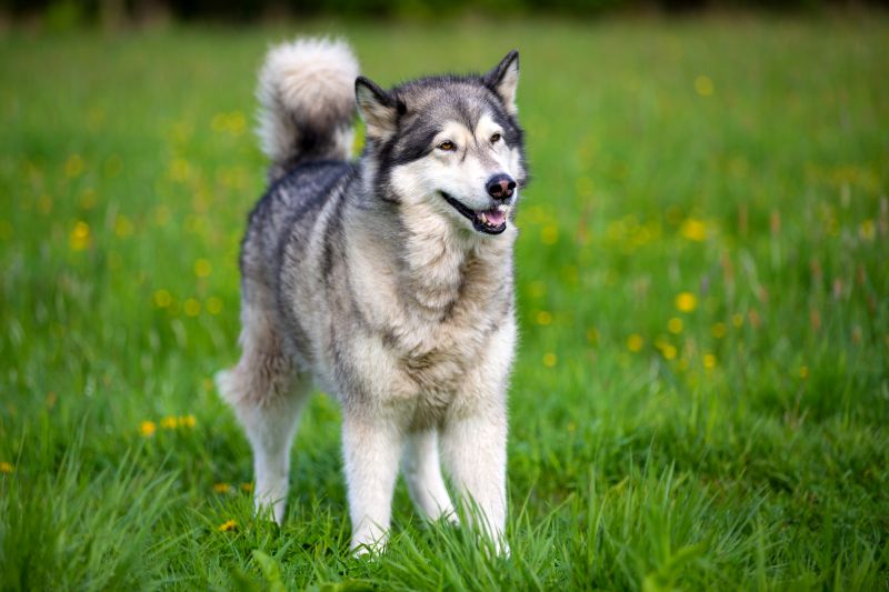 best malamute mixes
