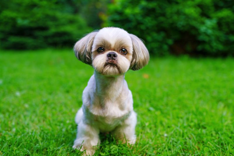 the advantages of small dogs