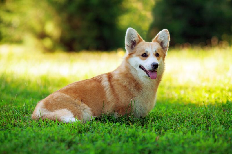 drawbacks of small dog breeds