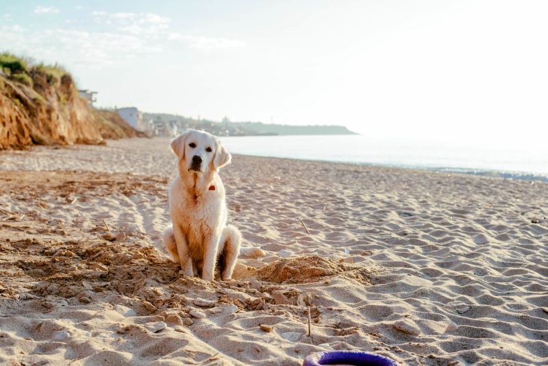 dog-friendly beach etiquette