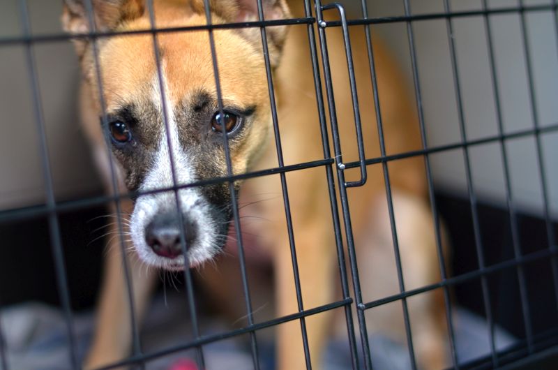 don't make dog cry it out