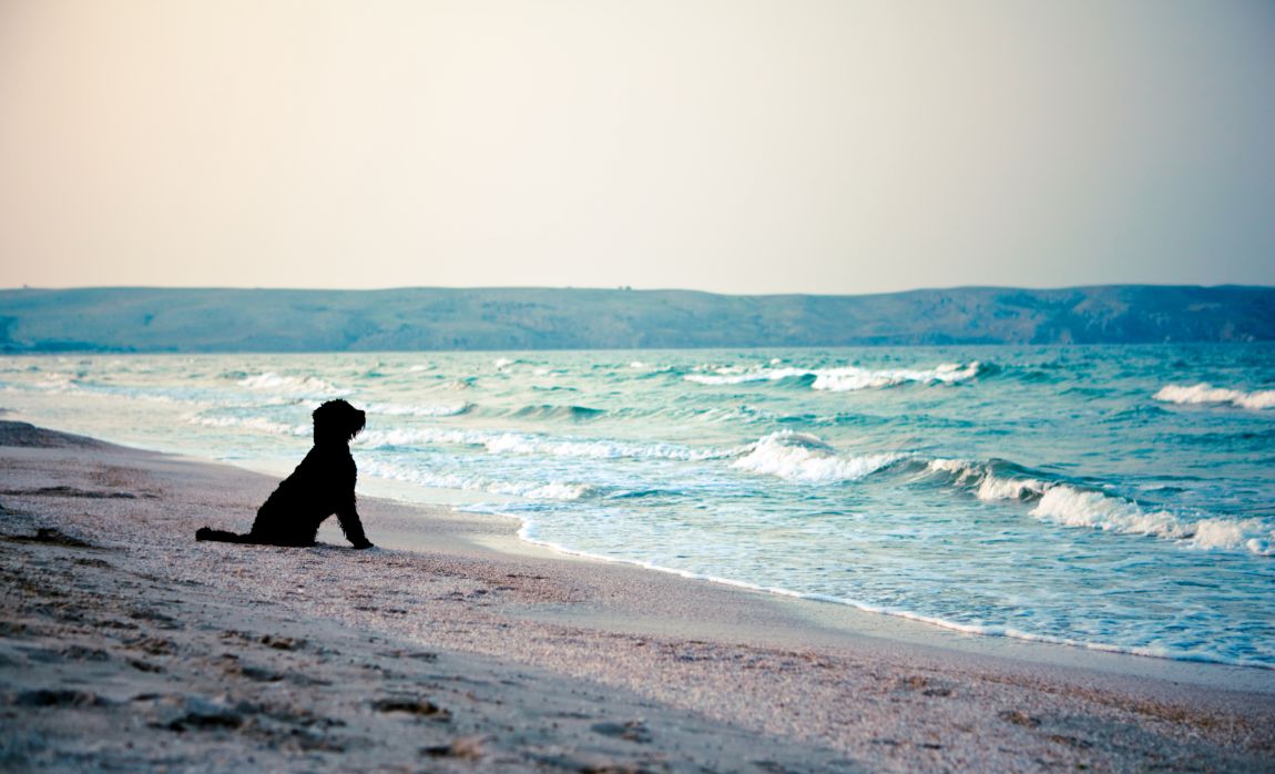 best dog-friendly beaches