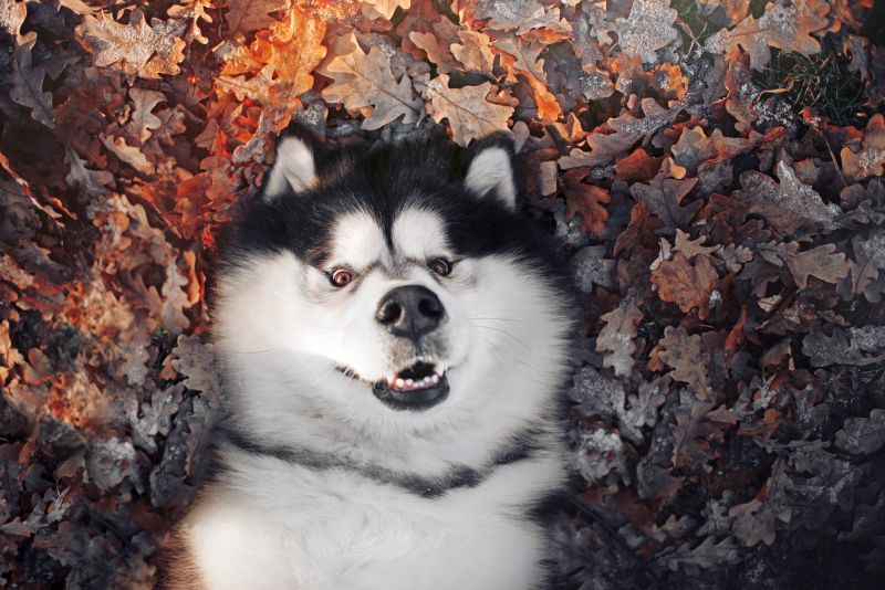 malamute mix questions