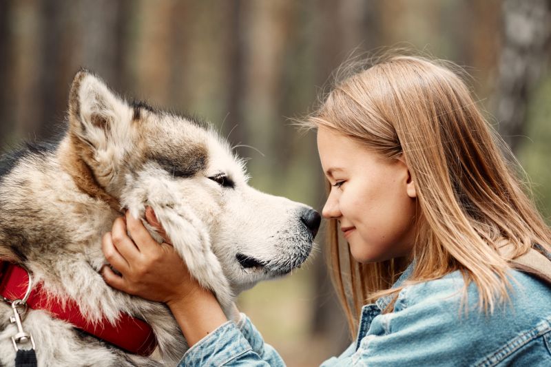 malamute breed characteristics