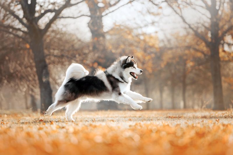 malamute energy levels