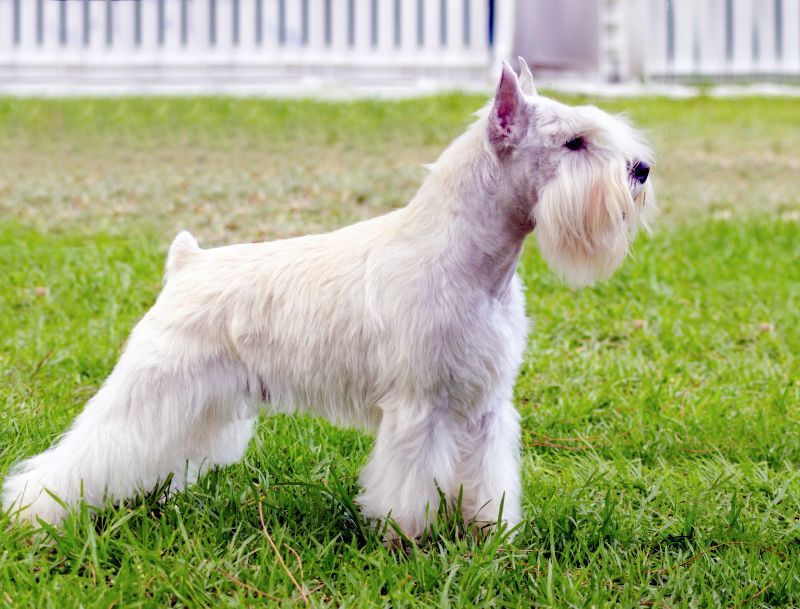 mini schnauzer appearance