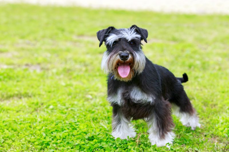 mini schnauzer mixed breeds