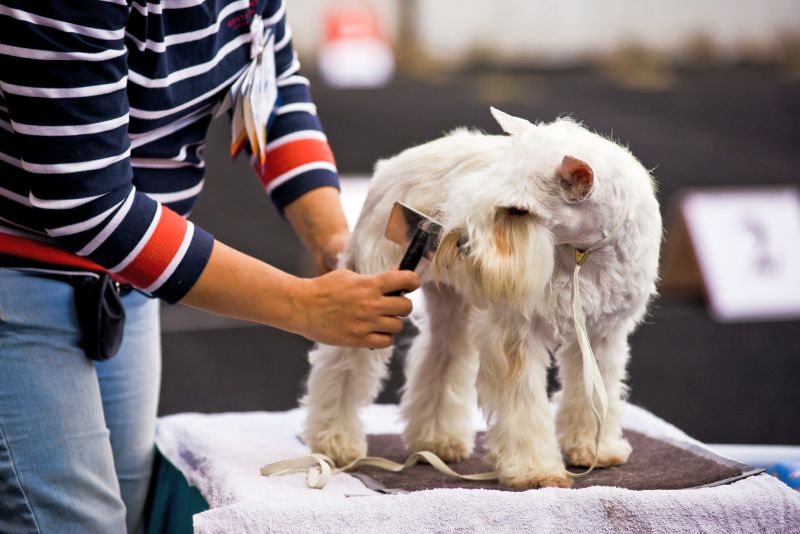 grooming schnauzer