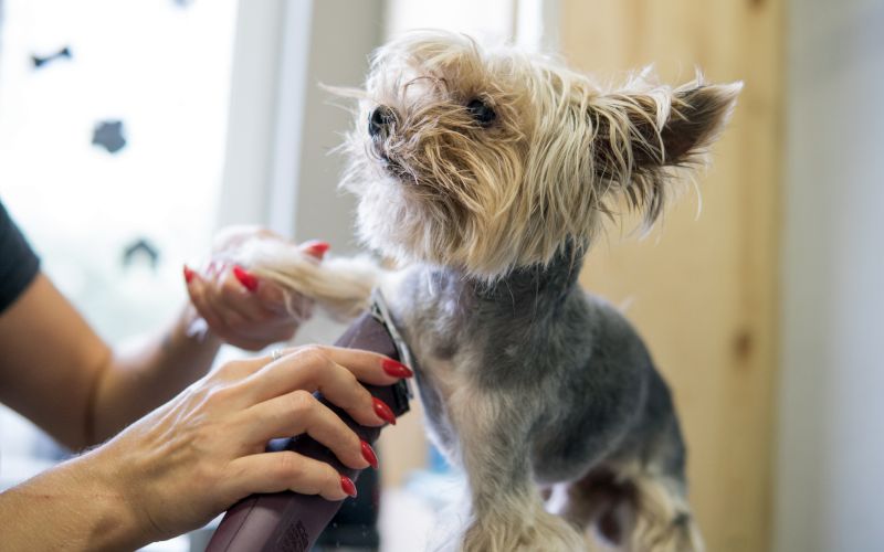 the pros and cons of small dog breeds