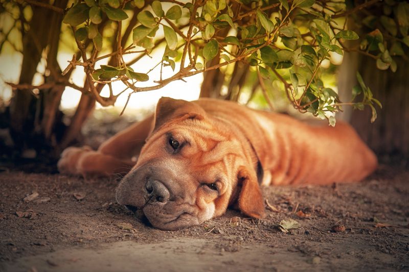 shar pei dogs