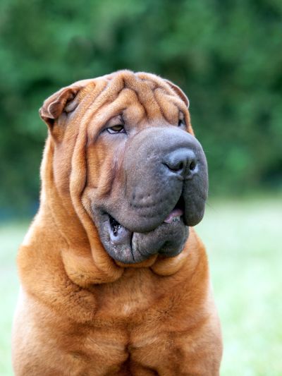 traits of shar-peis