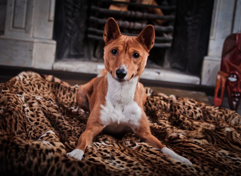 Basenji_Apperance Basenji great mixes