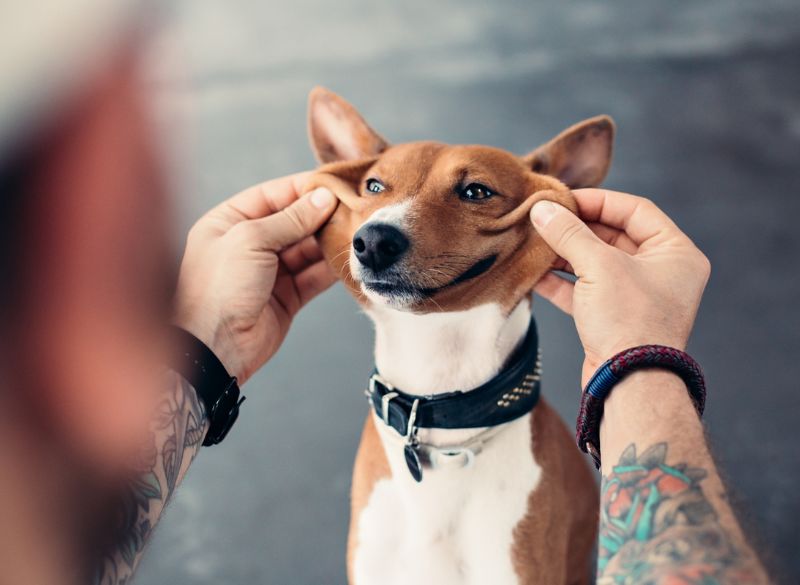 Basenji_Health Basenji great mixes
