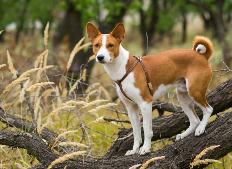Basenji_History Basenji great mixes