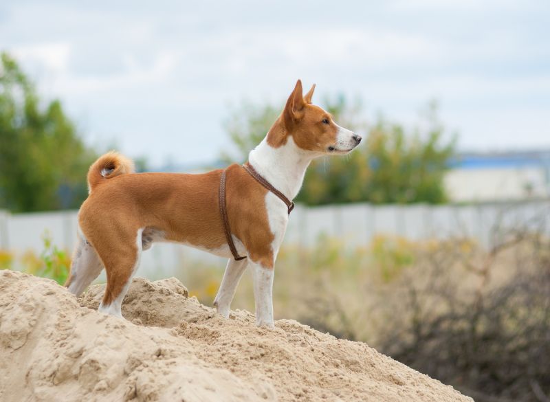 Basenji_Personality Basenji great mixes