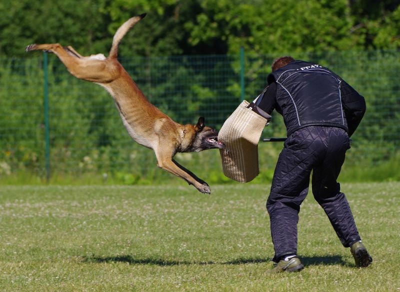Belgian_malinios_Training Cool Crosses Belgian Malinios