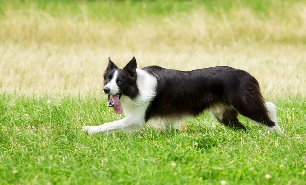 Best Dog Foods for Border Collies