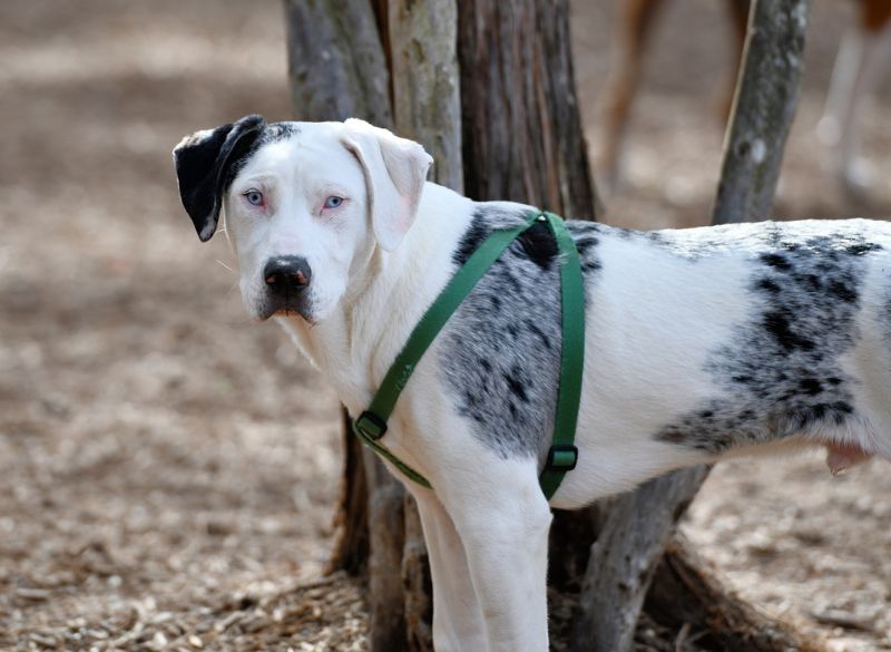 Catahoula_Leopard_Health Catahoula Leopard combo pups