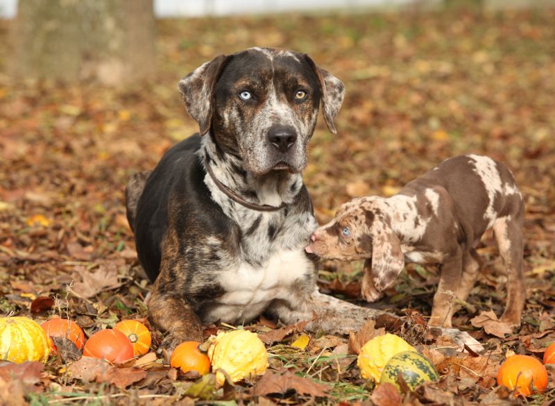 Catahoula_Leopard_History Catahoula Leopard combo pups