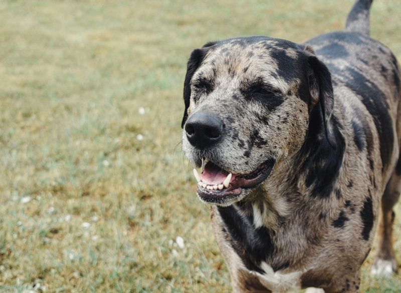 Catahoula_Leopard_Mixes Catahoula cute mixes