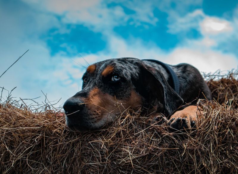 Catahoula_Leopard_Mixes_FAQ