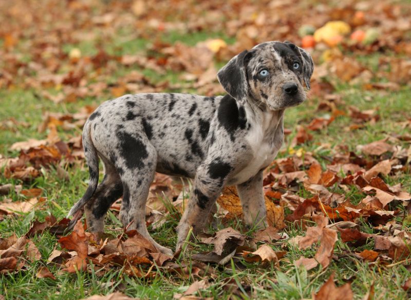 Catahoula_Leopard_Training Catahoula Leopard combo pups