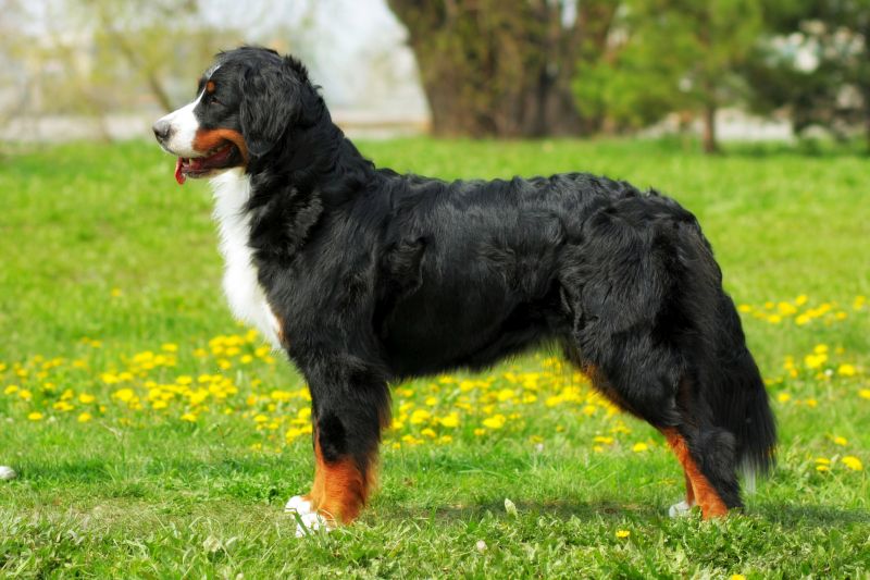 appearance of bernese mountain dog