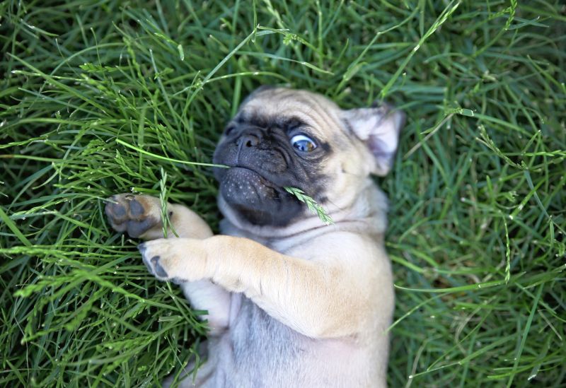 questions about chugs