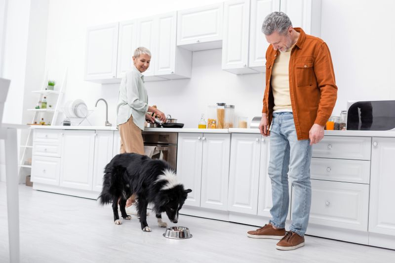 picky border collies