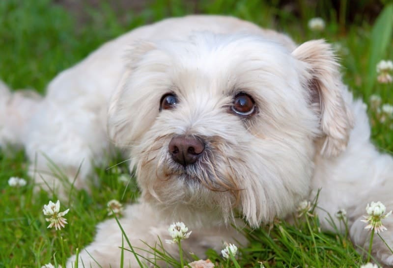 cavachon food choices