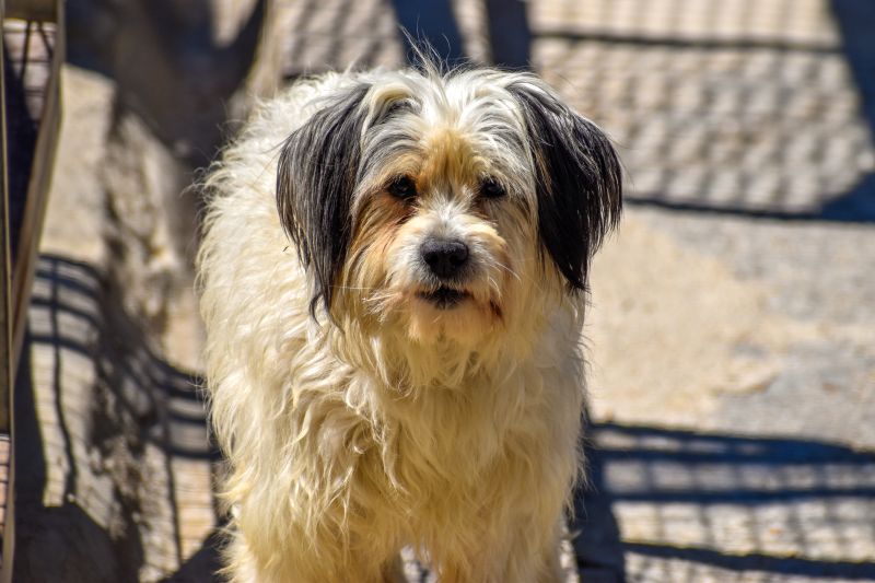 foods for cavachons