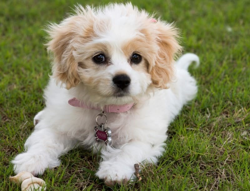 cavachon food questions