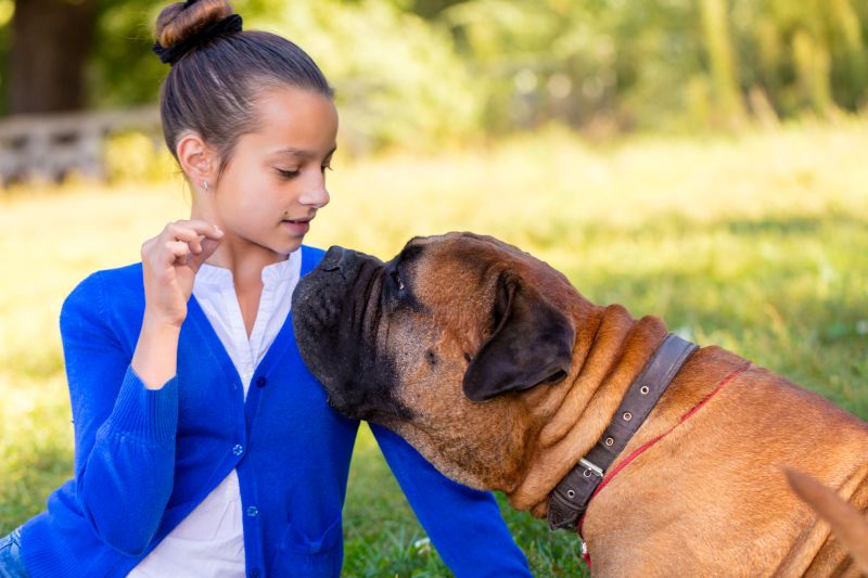 How to Choose a Food for Bullmastiffs