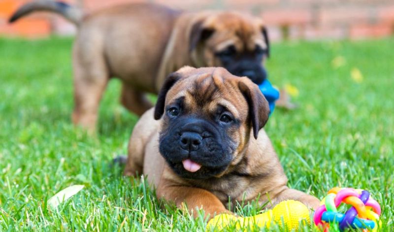 Best Dog Foods for Bullmastiffs