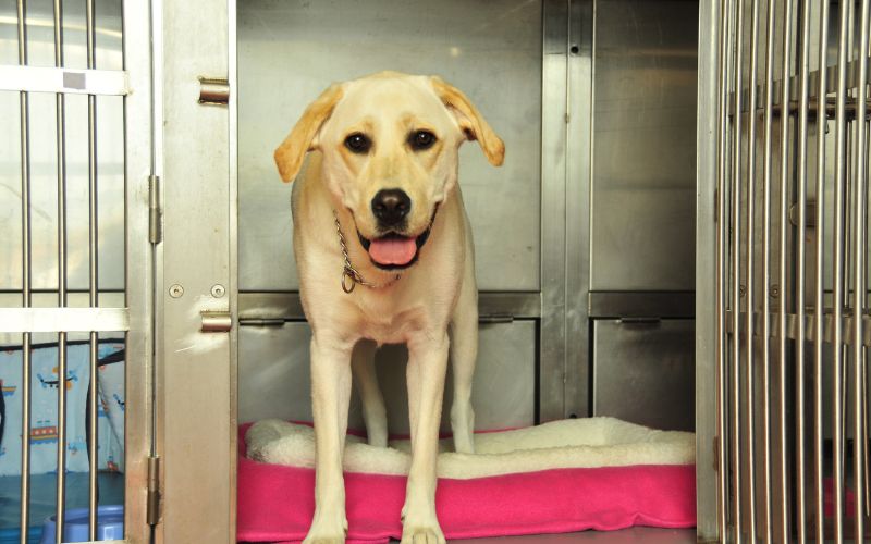 Lab in metal dog cafe
