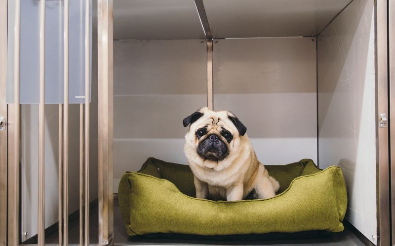 pug metal cage
