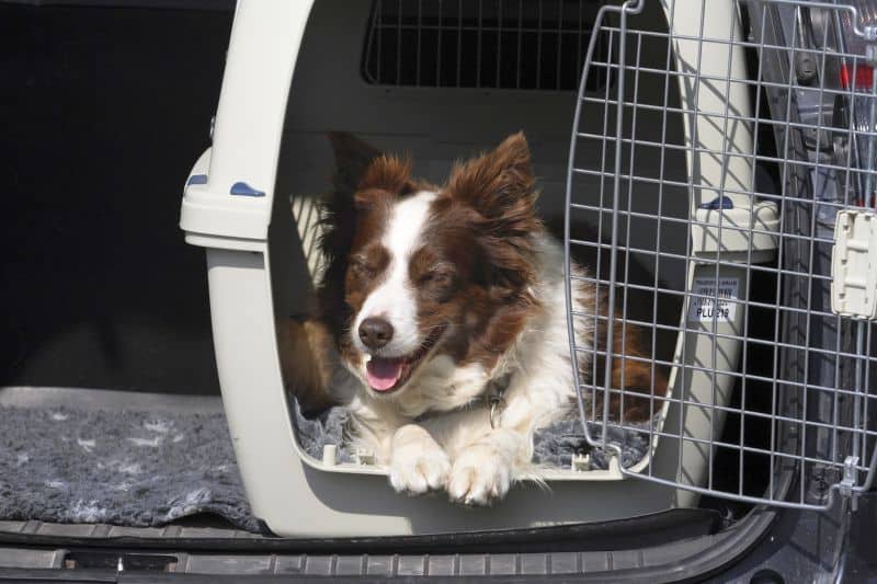 large dog crates